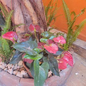 Meet your Posher, Janet